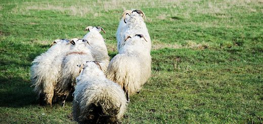 Weekly Roundup 180828