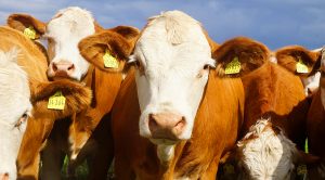 Weekly Roundup 180911 (Weekly Roundup, 11th September 2018)