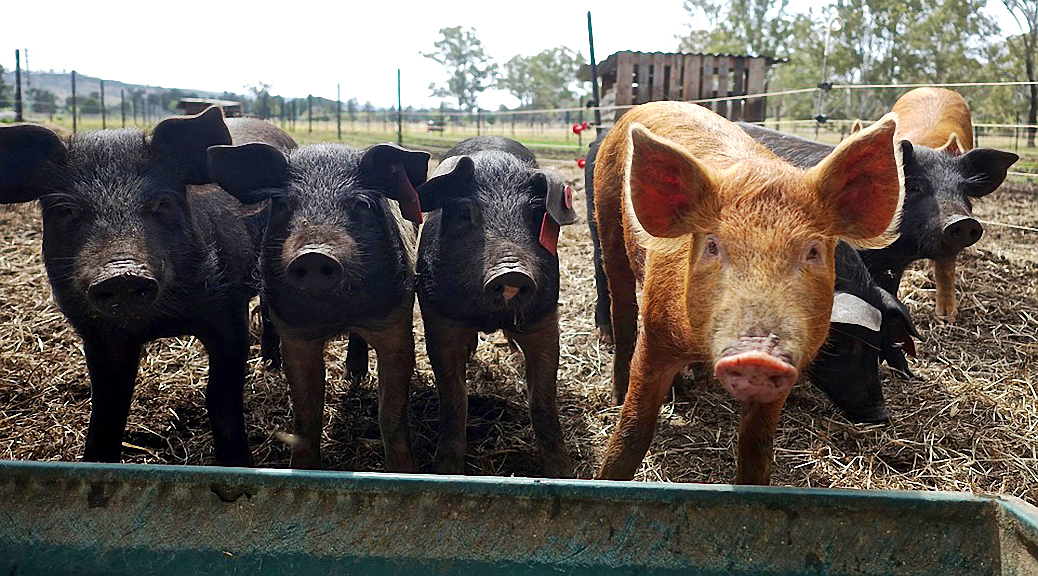 Weekly Roundup 180918