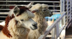 Weekly roundup 180904 (Weekly Roundup, 4th September 2018)