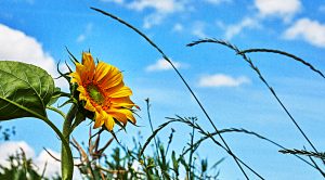 SmallCap Growth AIM Portfolio (SmallCap Growth Aim Portfolio 24 &ndash; October 2018)