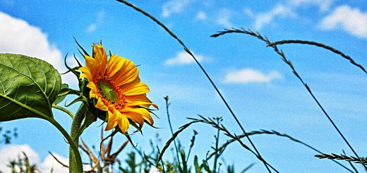 SmallCap Growth AIM Portfolio