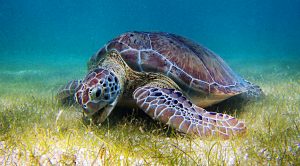 Turtles 2 (The Turtle Traders #2)