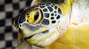 The Turtle Traders (The Turtle Traders)