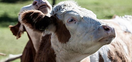 Weekly Roundup 181009