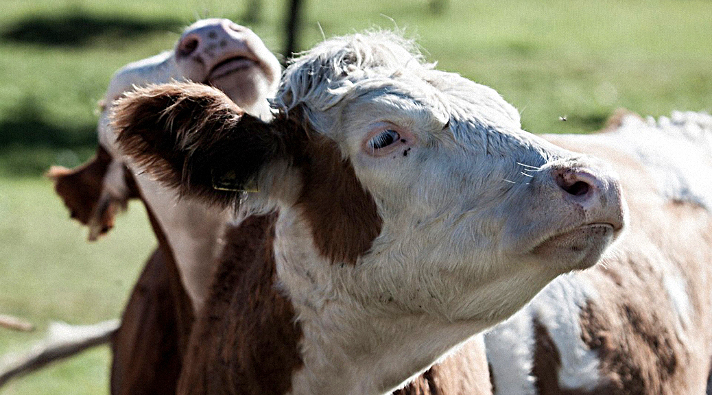 Weekly Roundup 181009