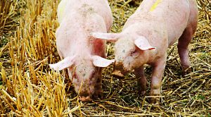 Weekly Roundup (Weekly Roundup, 23rd October 2018)