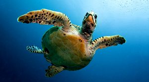 The Turtle Traders &ndash; The Lessons (The Turtle Traders &ndash; The Lessons)