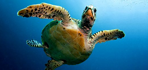 The Turtle Traders - The Lessons