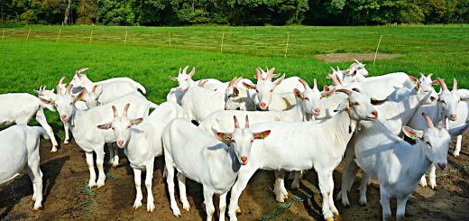 Weekly Roundup 181106