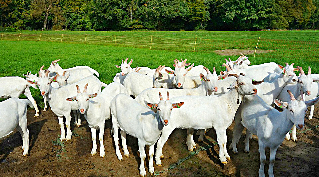 Weekly Roundup 181106