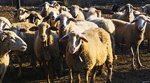 Weekly Roundup 181113 (Weekly Roundup, 13th November 2018)