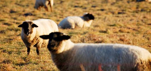 Weekly Roundup 181120