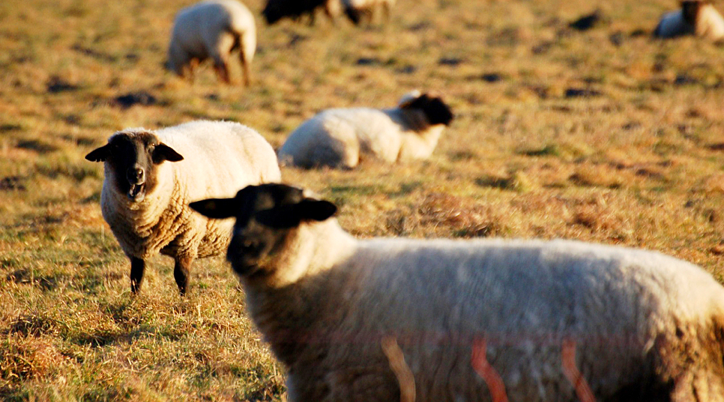 Weekly Roundup 181120