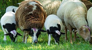 Weekly Roundup 181127 (Weekly Roundup, 29th November 2018)