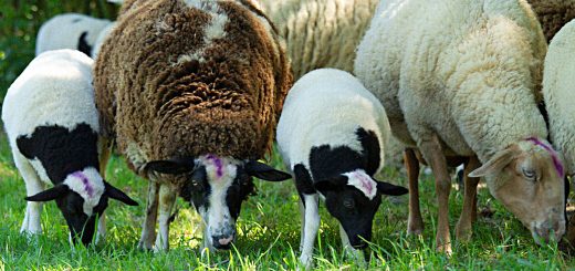 Weekly Roundup 181127