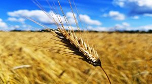 Stock Screeners (Stock Screeners &ndash; December 2018)