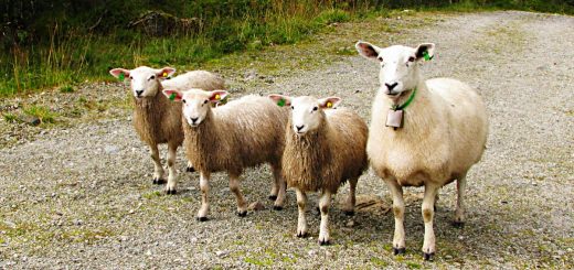 Weekly Roundup 181204