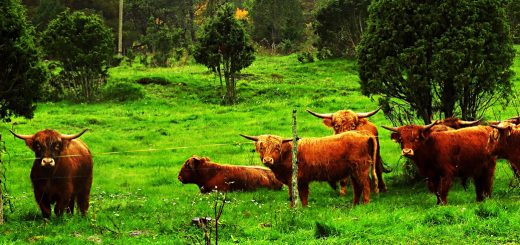 Weekly Roundup 181211