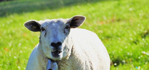 Weekly Roundup 181218