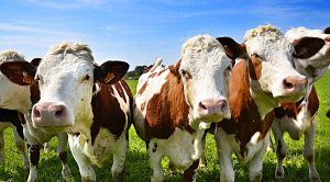 Weekly Roundup 190101 (Weekly Roundup, 1st Jan 2019)