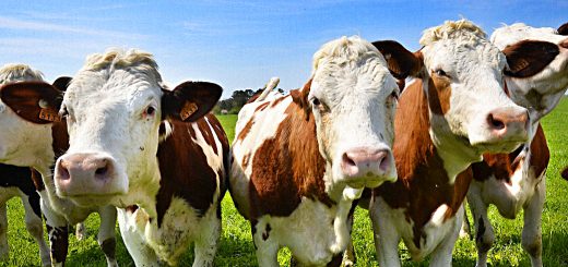 Weekly Roundup 190101