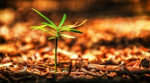 SmallCap Growth Aim Portfolio 25 (SmallCap Growth Aim Portfolio 25 &ndash; January 2019)