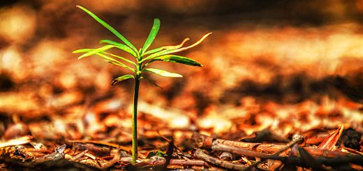 SmallCap Growth Aim Portfolio