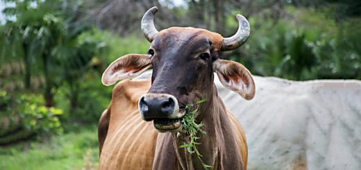 Weekly Roundup 190115