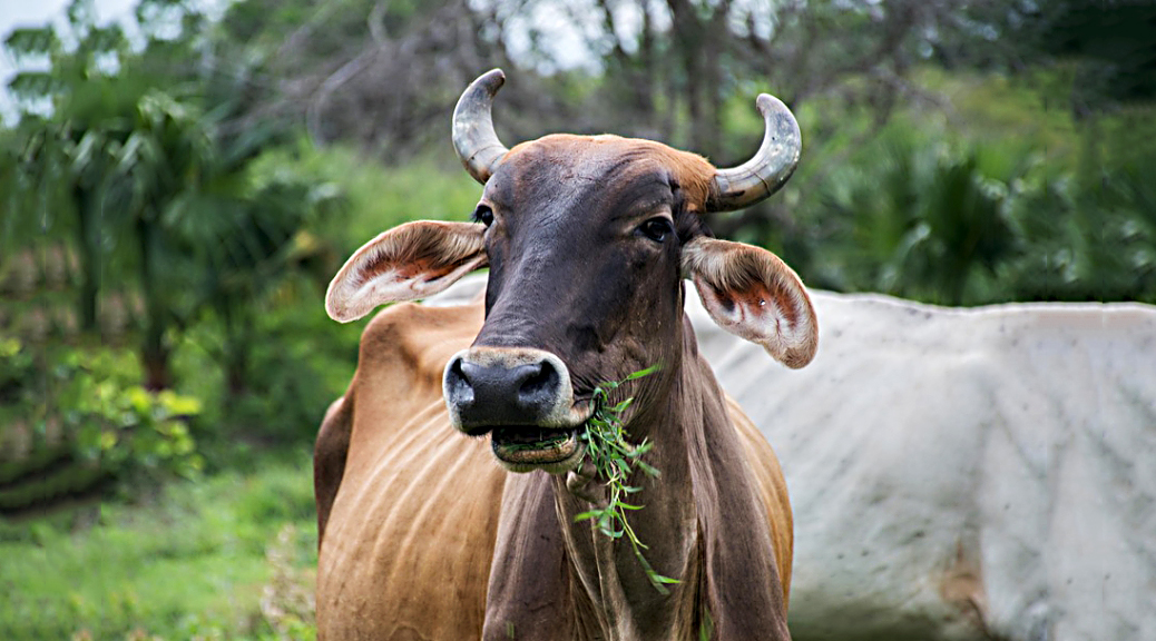 Weekly Roundup 190115