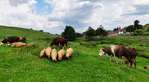 Weekly Roundup 190119 (Weekly Roundup, 21st January 2019)