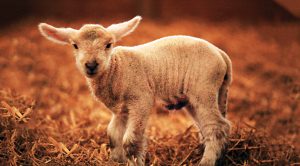 Weekly Roundup 190129 (Weekly Roundup, 29th January 2019)