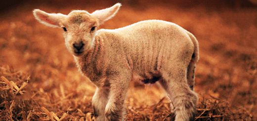 Weekly Roundup 190129