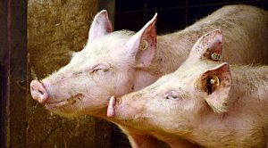 Piggyback Portfolio 19 (Piggyback Portfolio 19 &ndash; February 2019)