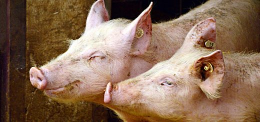 Piggyback Portfolio 19