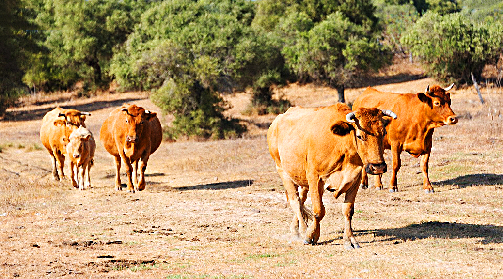 Weekly Roundup 190205