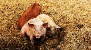 Weekly Roundup 190212 (Weekly Roundup, 12th February 2019)