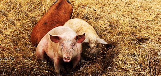 Weekly Roundup 190212