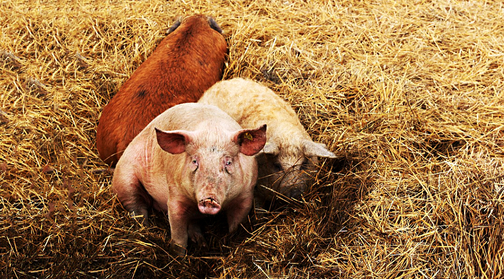 Weekly Roundup 190212