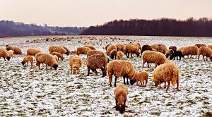 Weekly Roundup 190218 (Weekly Roundup, 19th February 2019)