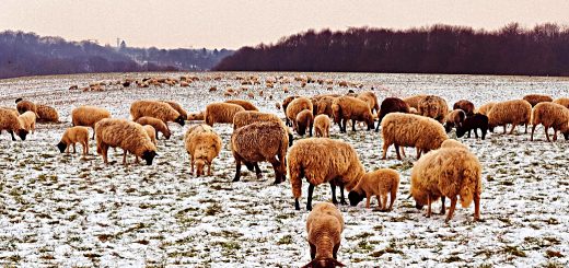 Weekly Roundup 190218