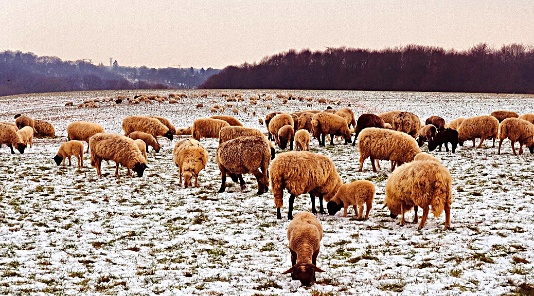 Weekly Roundup 190218