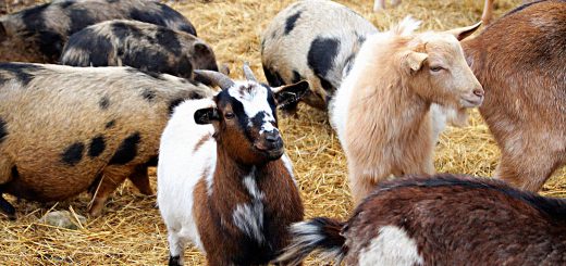 Weekly Roundup 190226