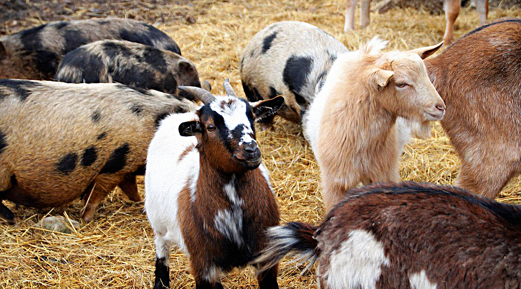 Weekly Roundup 190226