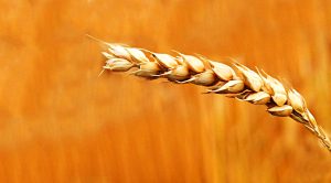 Stock Screeners March 2019 (Stock Screeners &ndash; March 2019)