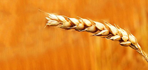 Stock Screeners March 2019