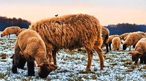 Weekly Roundup 190305 (Weekly Roundup, 5th March 2019)