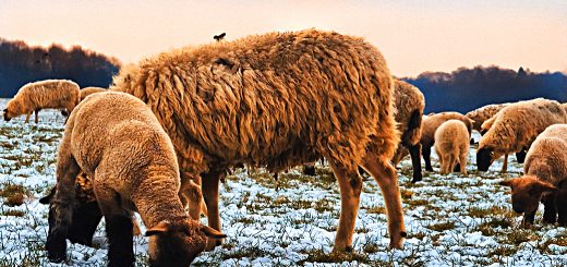 Weekly Roundup 190305