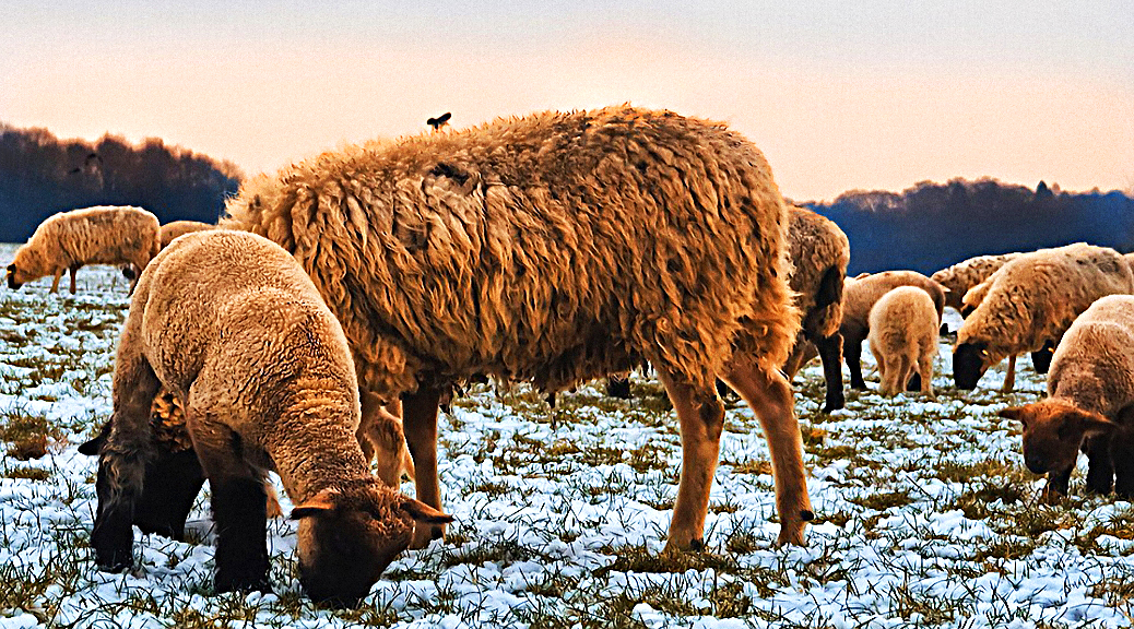 Weekly Roundup 190305