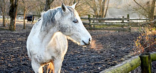 Weekly Roundup 190312